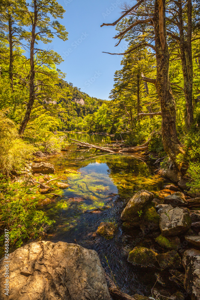 Obraz premium Evergreen beech forest near foot of Andes mountains, Patagonia, Argentina, South America, chile