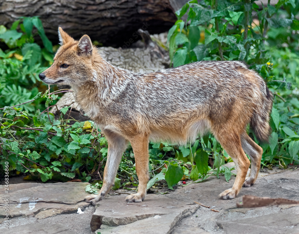 Fototapeta premium Golden jackal on the ground. Latin name - Canis aureus 
