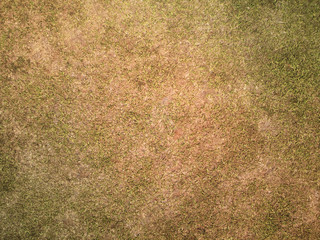 Dry natural grass