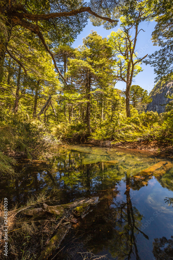 Evergreen beech forest near foot of Andes mountains, Patagonia, Argentina, South America, chile