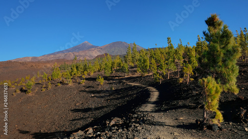 Path through the volcanic landscape of Montaña Samara, close to the open pine forest or corona forestal in Teide National Park, with ample views towards Pico del Teide and Pico Viejo, Tenerife, Spain  photo