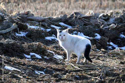 Il gatto nel campo con la neve