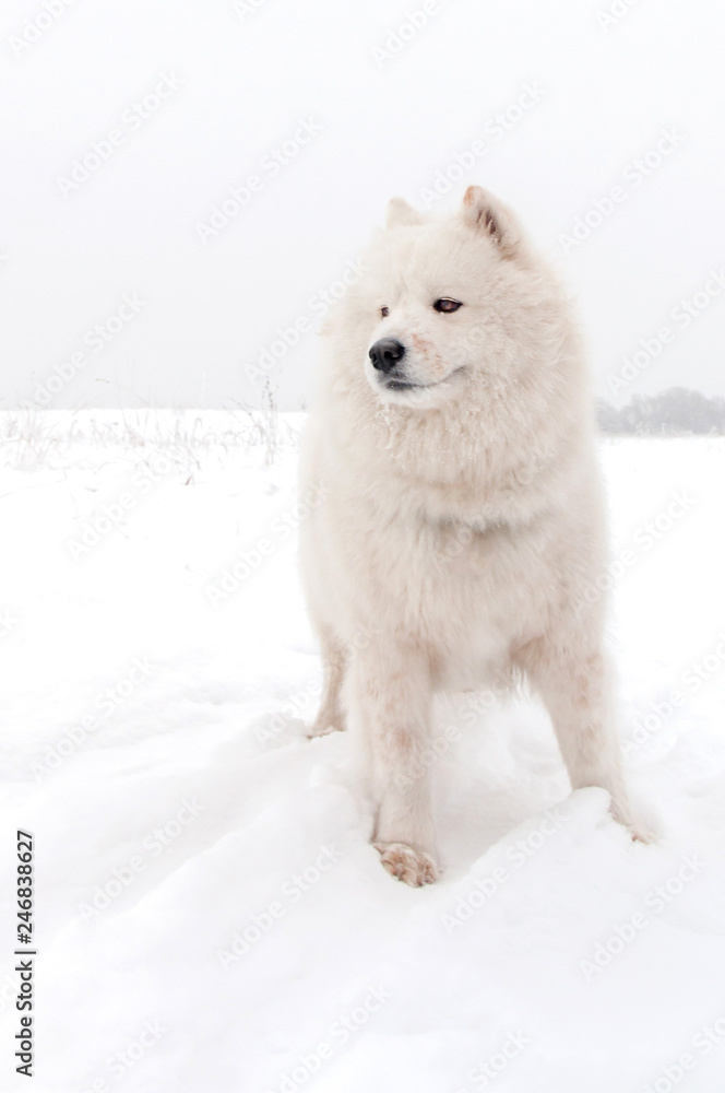 Obraz premium Sitting happy Siberian samoyed husky playing in park on winter park