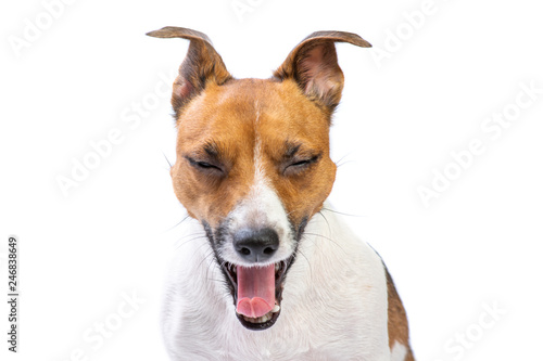 Closeup yawns funny Portrait Jack Russell Terrier, standing in front, isolated white background
