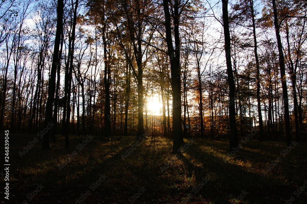 Fototapeta premium Forest Sunset