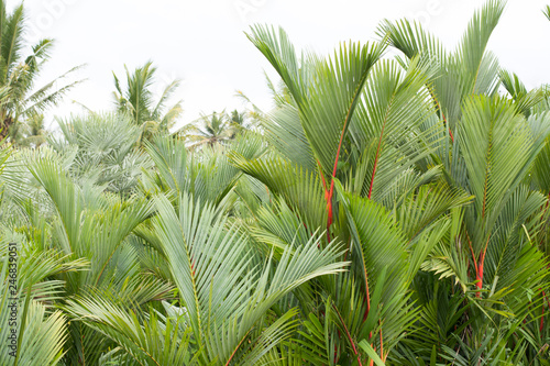  Palm Leaves