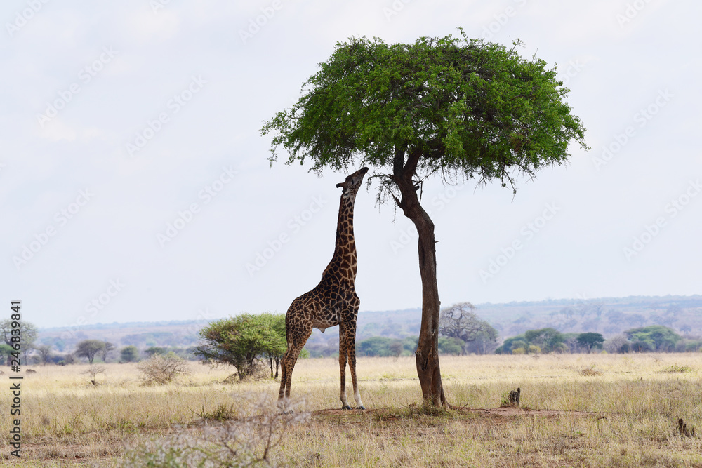 Fototapeta premium Giraffe