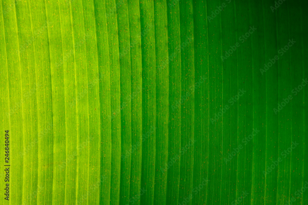 Banana Green Leaf Background. Banana Green Leaf Background.