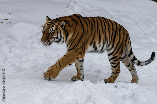 Amur tiger in the snow