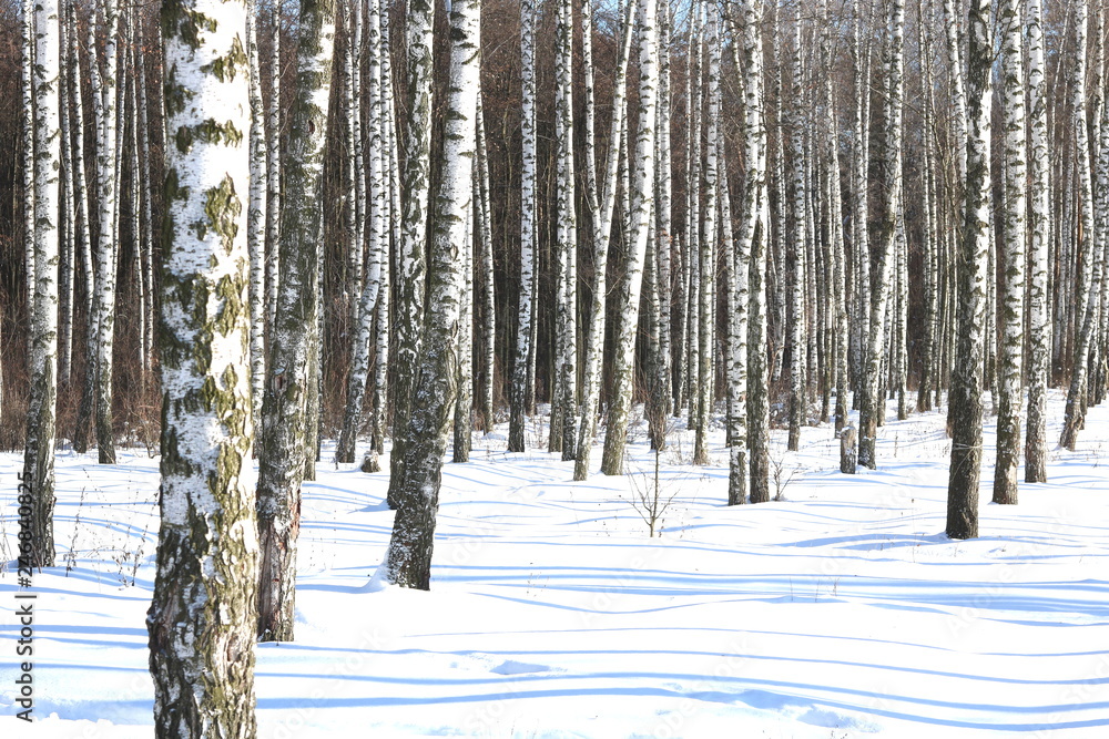 white birch trees with birch bark in birch forest among other birches in winter on snow white birch trees with birch bark in birch forest among other birches in winter on snow