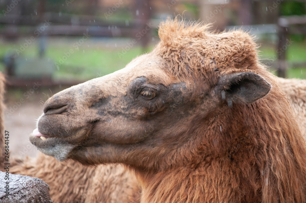 Fototapeta premium Bactrian camel