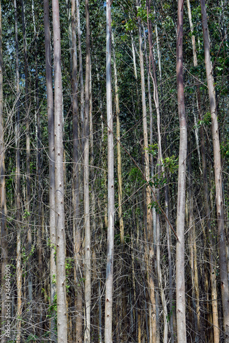Closeup of eucalyptus trunks on rational plantation