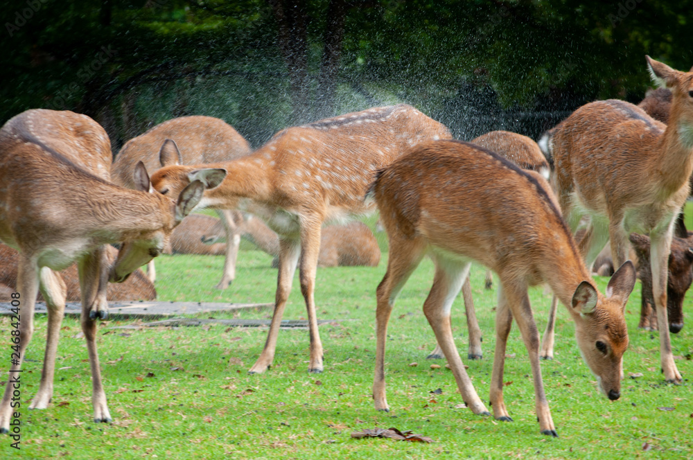 Obraz premium female deer flicking water