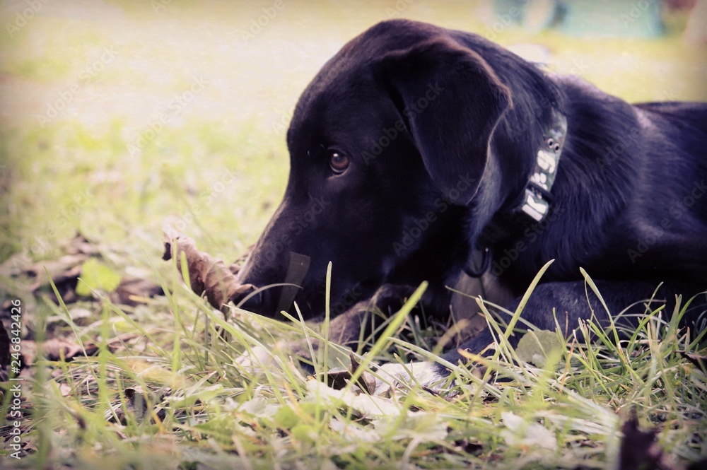 black labrador sitting on grass black labrador sitting on grass