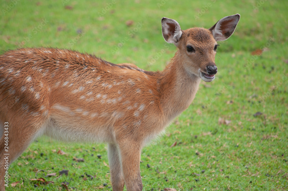 baby sika deer baby sika deer