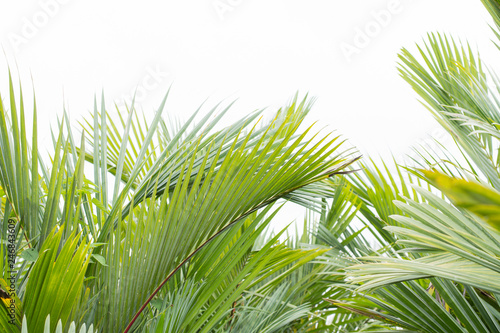 Palm tree White background