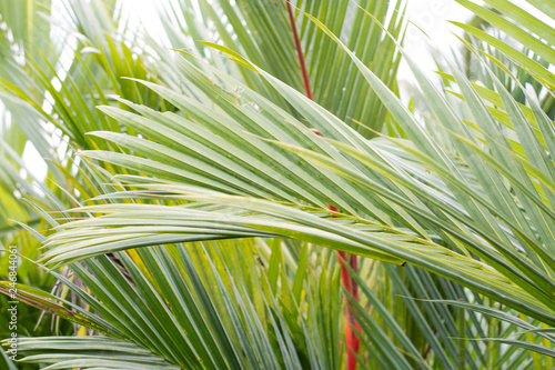 Palm tree White background