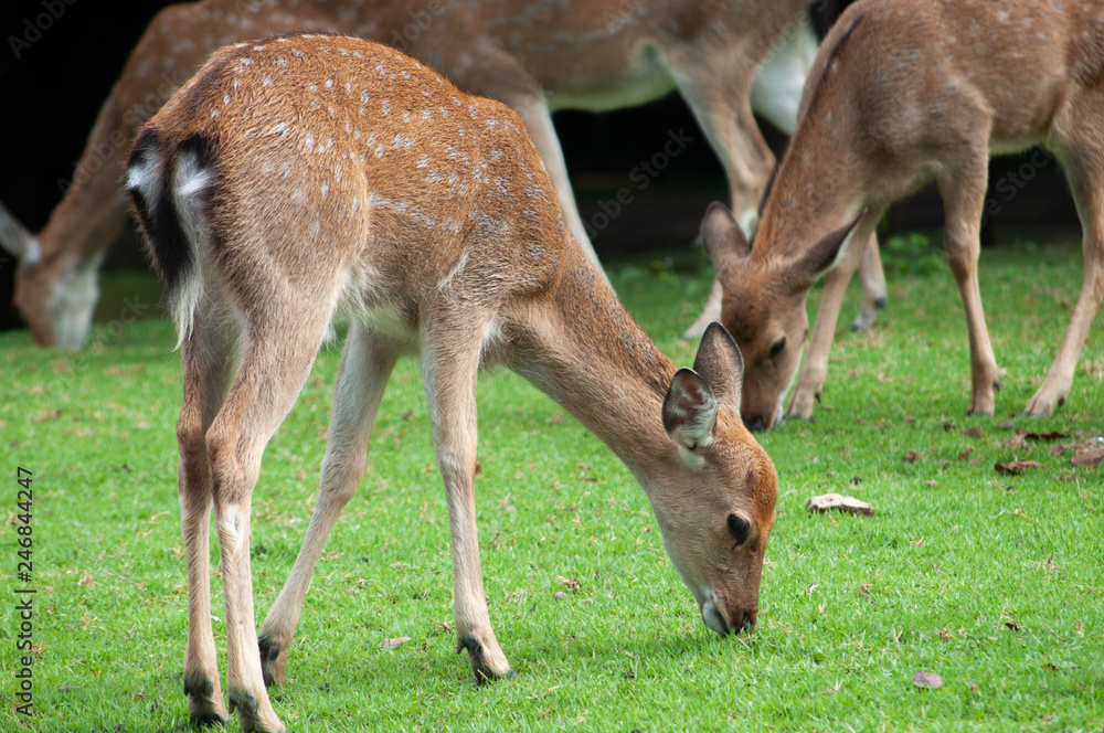 Fototapeta premium baby sika deer