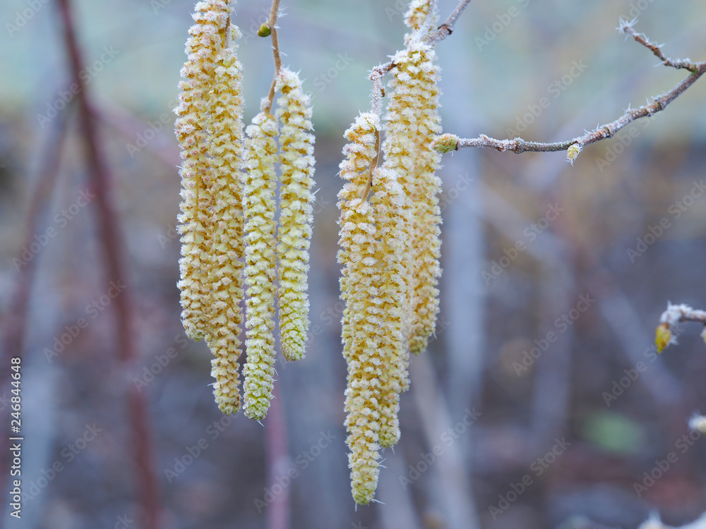 Frozen yellow catkins on a hazel tree on a frosty morning Frozen yellow catkins on a hazel tree on a frosty morning