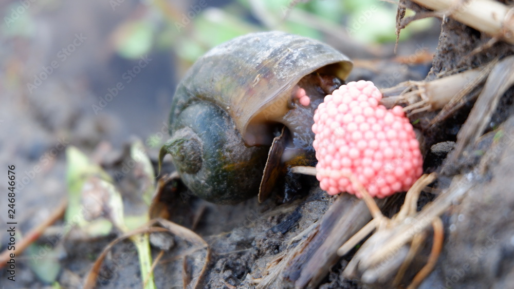 Obraz premium snails lay eggs in rice fields