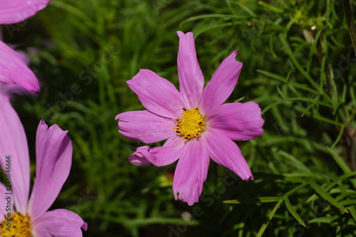 Blume im Garten