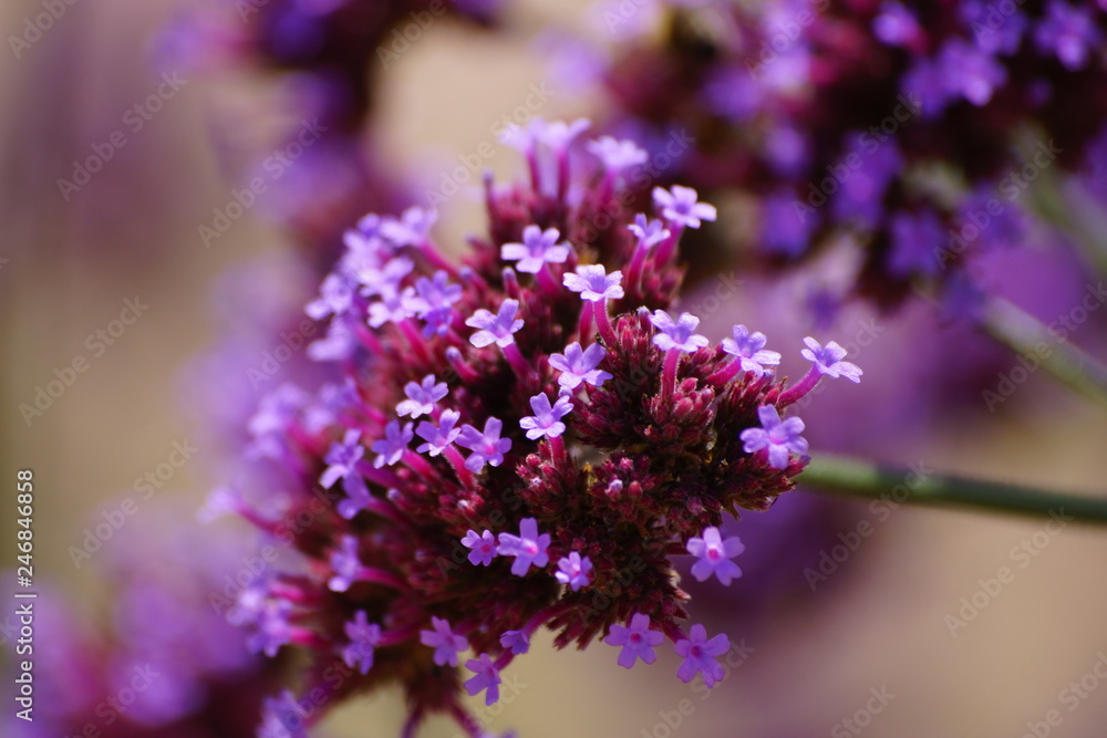 Blume im Garten Blume im Garten