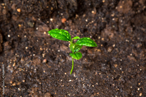 young lemon tree growing in the soil. ecology concept