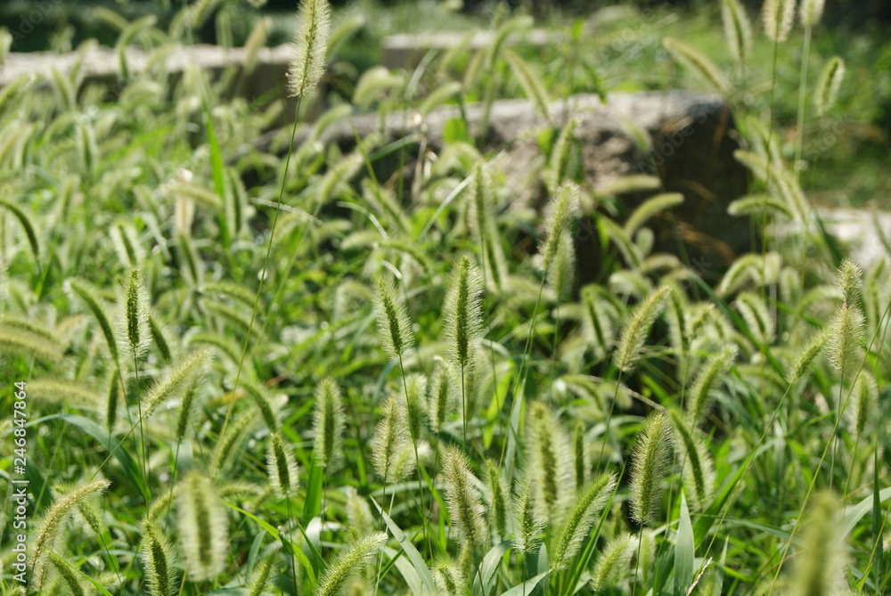 Grass flower background Grass flower background