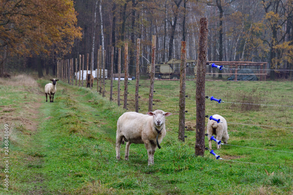 Ungeschützte Schafherde im Wolfsgebiet Ungeschützte Schafherde im Wolfsgebiet