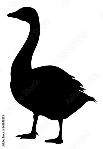 Goose isolated on white background vector eps 10