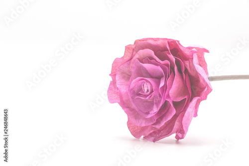 Pink rose in isolate white background.Soft pink flower color. 