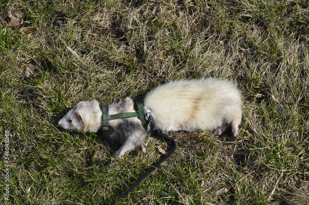 Obraz premium ferret walking outside