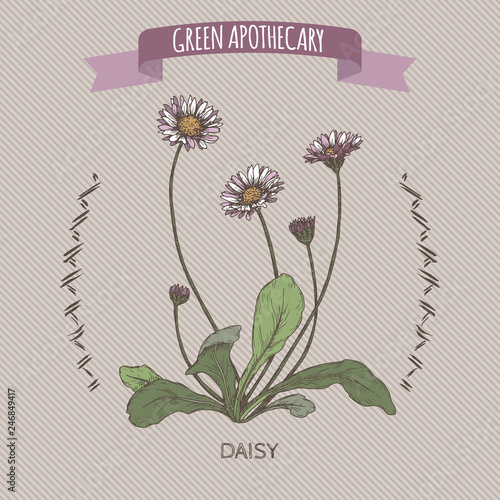 Bellis perennis aka daisy color sketch. Green apothecary series.