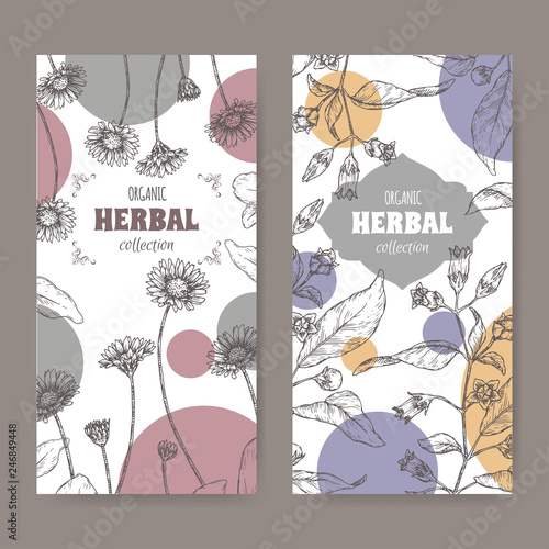 Set of two labels with Bellis perennis aka daisy and Atropa belladonna aka belladonna or deadly nightshade sketch.