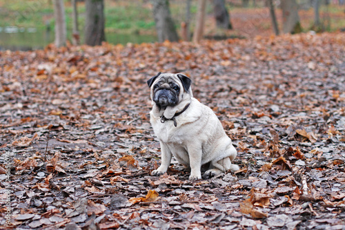 Pug dog sitting on the autumn foliage in the park