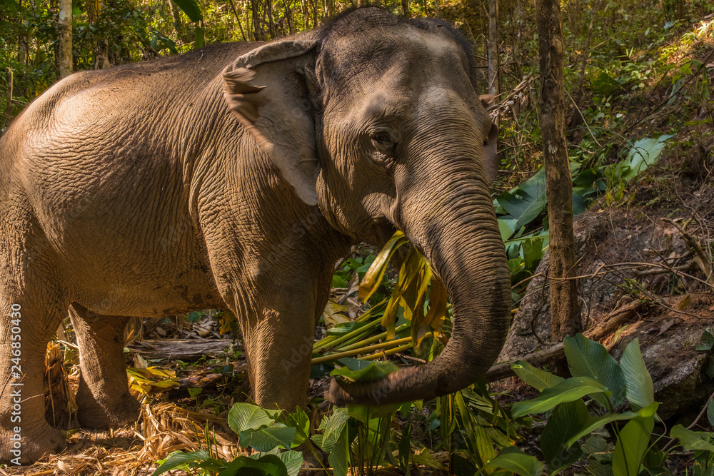 Fototapeta premium A close up shot of Asian Elephant eating part of a banana tree in the foothills of Northern Thailand