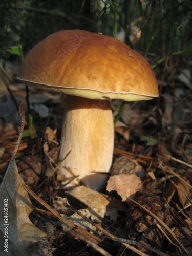 mushroom in the forest © tacse7