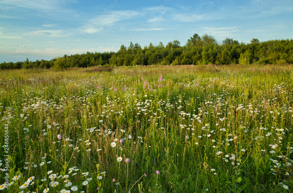Field of daisies in summer