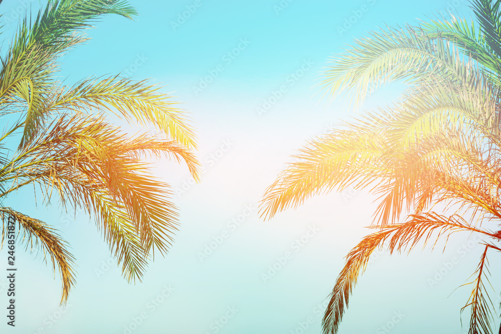 Two bending palm trees on toned vanilla pink peachy sky golden sun flare. Frame border composition. Tropical nature background. Beach vacation wanderlust. Copy space Two bending palm trees on toned vanilla pink peachy sky golden sun flare. Frame border composition. Tropical nature background. Beach vacation wanderlust. Copy space