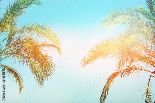 Two bending palm trees on toned vanilla pink peachy sky golden sun flare. Frame border composition. Tropical nature background. Beach vacation wanderlust. Copy space