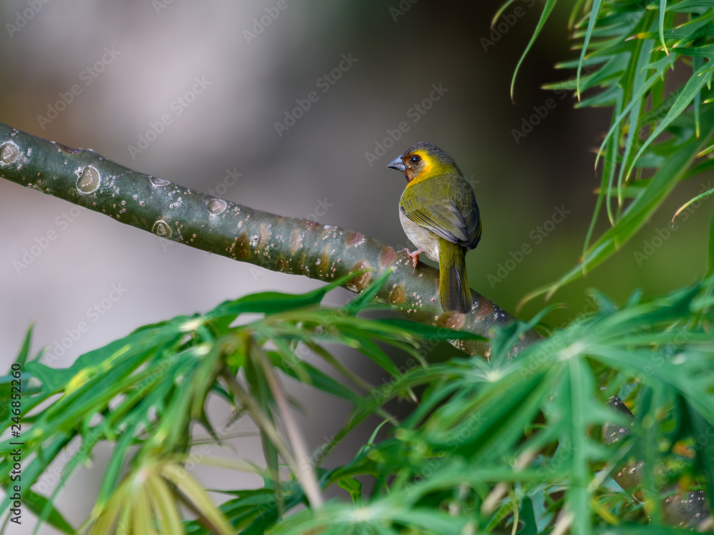 Male Cuban Grassquit Male Cuban Grassquit