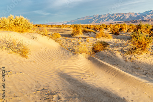 Arrowweed plants growing in a sand dune in a staggered pattern with plenty of space between, Devil's Cornfield, Death Valley, California