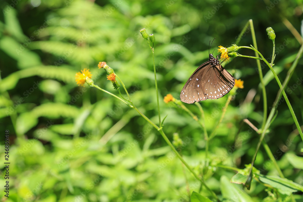 Obraz premium Natur und Artenschutz: Brauner Tiger Schmetterling auf einer Blume sitzend auf dem Peak in Hongkong