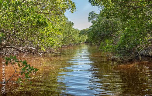 Green mangrove in Mexico. Water ecosystems found in Yucatan  Mexico