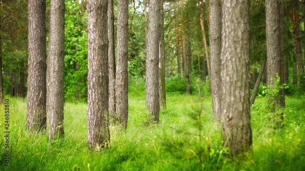 Pine forest. Static composition Pine forest. Static composition