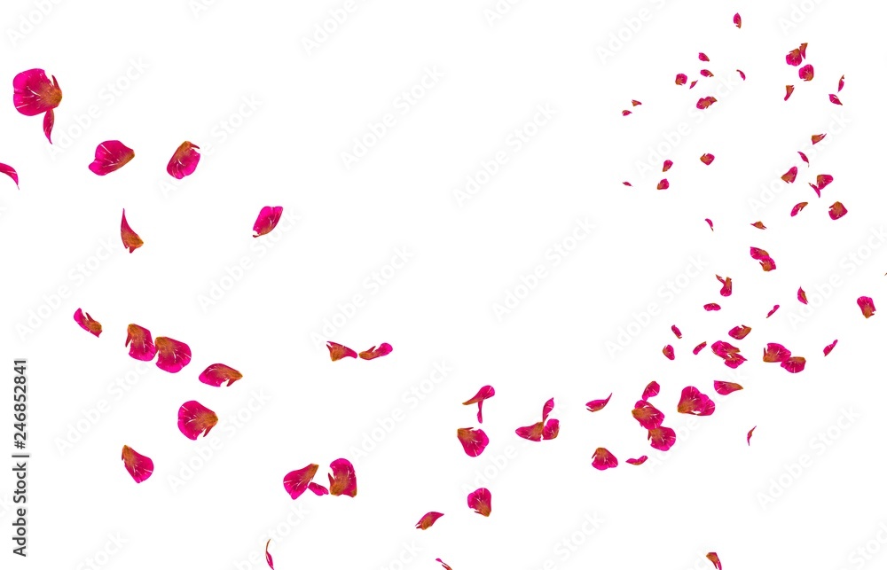 Red rose petals fly into the distance Red rose petals fly into the distance