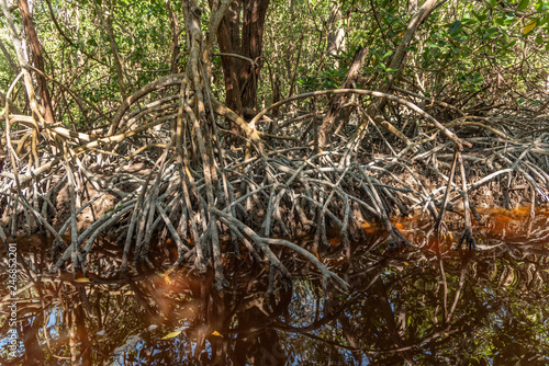 Mangle roots as part of mangroves in Mexico. Complex roots over water bodies filled with tannins