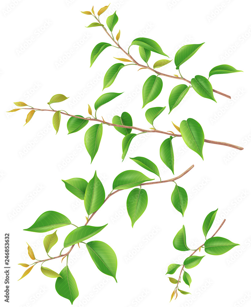 Tree Branches with Green Leaves Isolated
