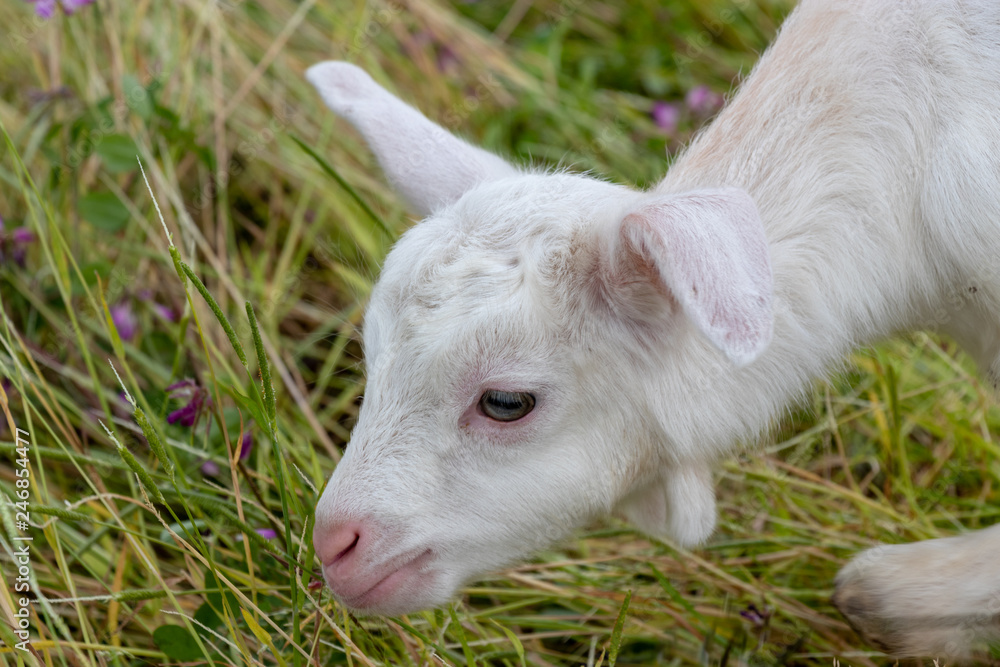 Obraz premium Baby of goat, Otaki town, Chiba prefecture, Japan