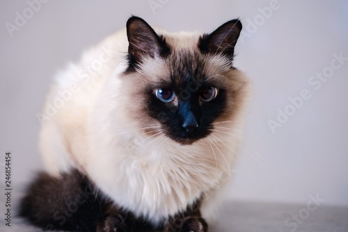 Cuadro en lienzo domestic fur animal cat balinese. background.
